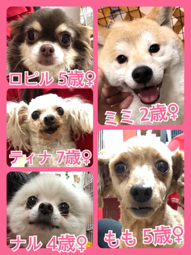 🐾今日の里親様募集中ワンコ🐶メンバーです🐾2019,4,13